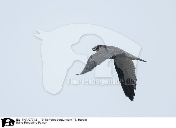 fliegender Wanderfalke / flying Peregrine Falcon / THA-07712