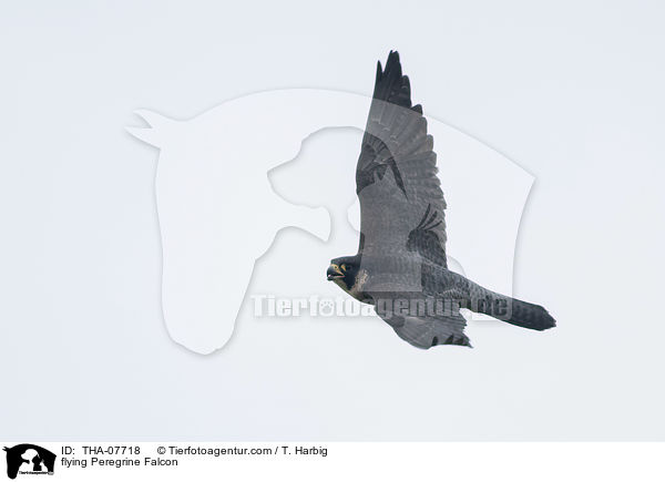 flying Peregrine Falcon / THA-07718