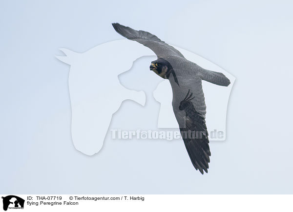 fliegender Wanderfalke / flying Peregrine Falcon / THA-07719