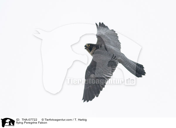 fliegender Wanderfalke / flying Peregrine Falcon / THA-07722