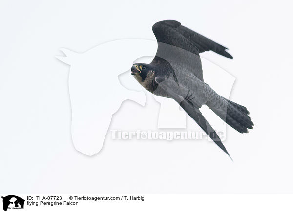 flying Peregrine Falcon / THA-07723