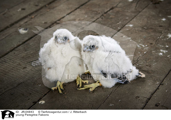 young Peregrine Falcons / JR-04843