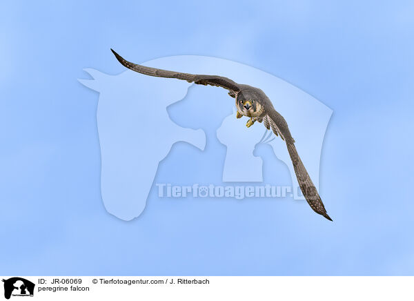 peregrine falcon / JR-06069
