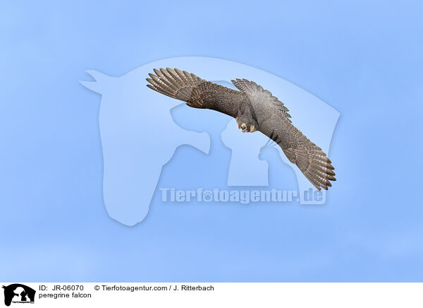 peregrine falcon / JR-06070
