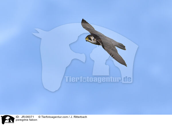 peregrine falcon / JR-06071