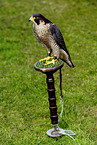 Peregrine Falcon