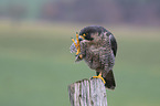 sitting Peregrine Falcon