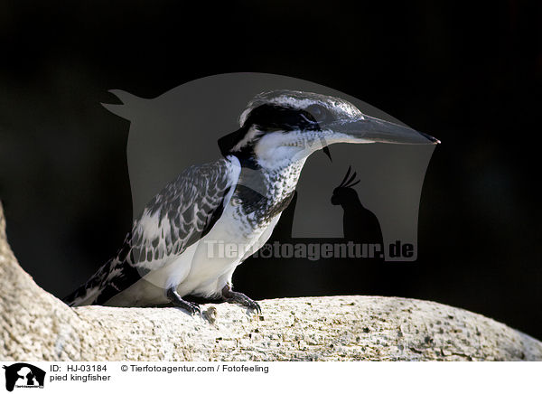 pied kingfisher / HJ-03184