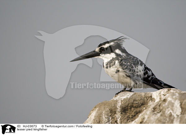 lesser pied kingfisher / HJ-03673