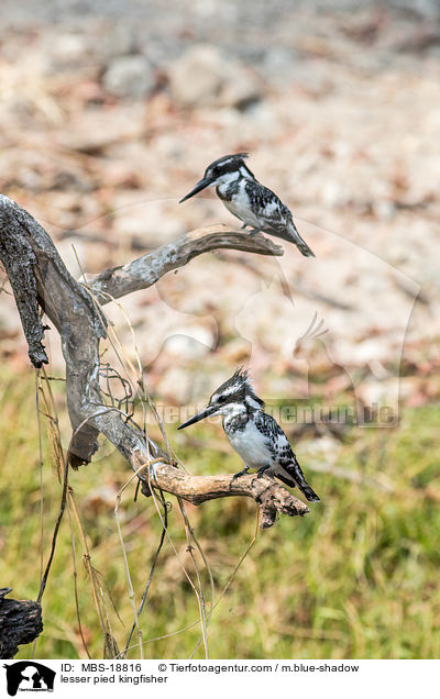 lesser pied kingfisher / MBS-18816