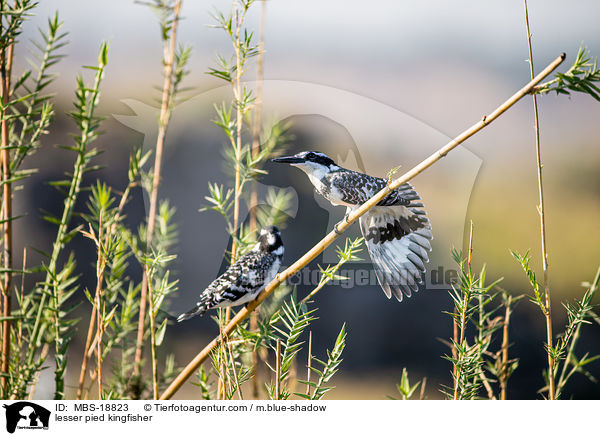 lesser pied kingfisher / MBS-18823