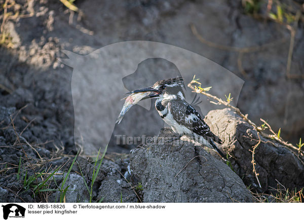 lesser pied kingfisher / MBS-18826