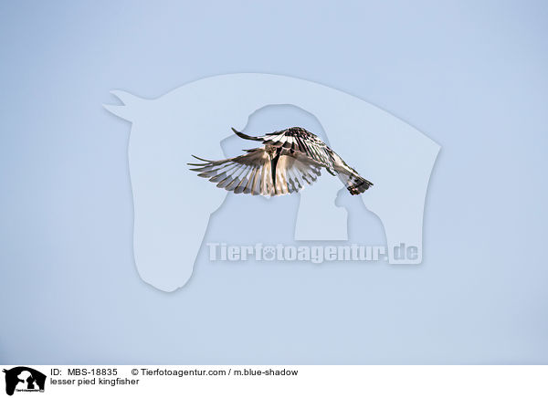 lesser pied kingfisher / MBS-18835