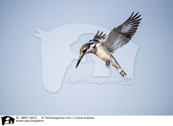 lesser pied kingfisher / MBS-18837