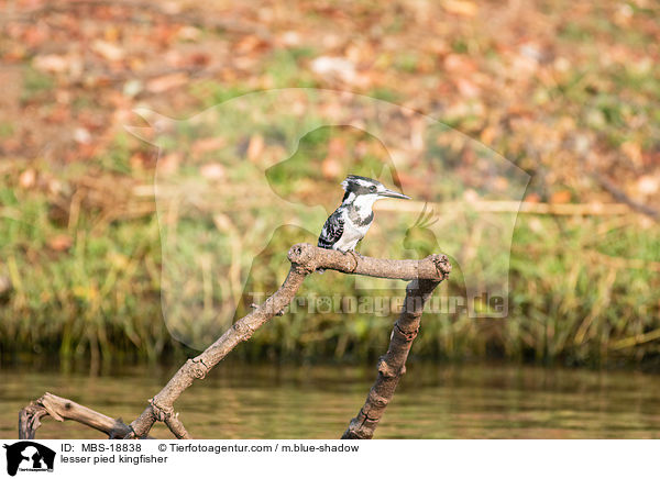 lesser pied kingfisher / MBS-18838
