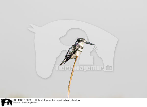 lesser pied kingfisher / MBS-18839