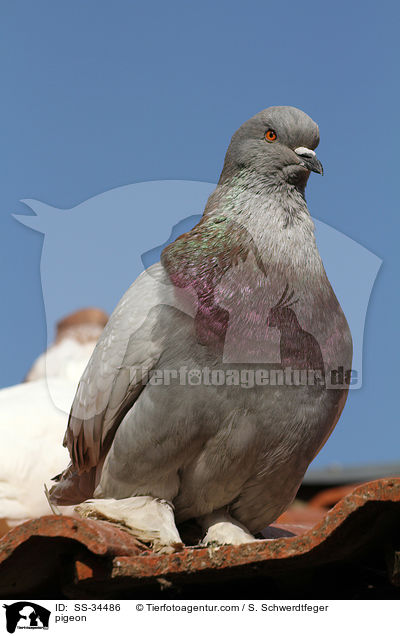 Taube / pigeon / SS-34486