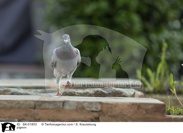 Taube / pigeon / SK-01853