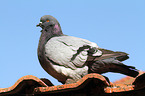 pigeon