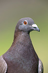 Pigeon portrait