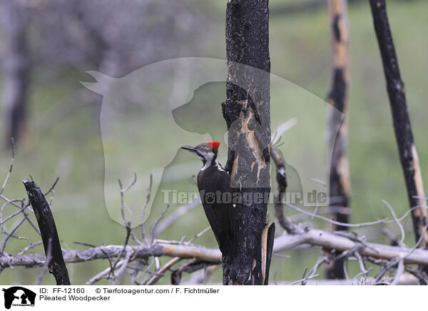 Pileated Woodpecker / FF-12160