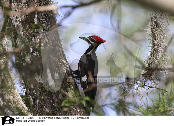 Pileated Woodpecker / FF-12801