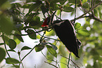 Pileated Woodpecker