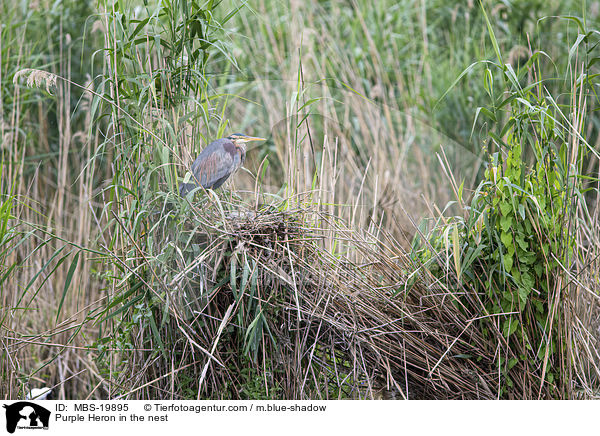 Purple Heron in the nest / MBS-19895