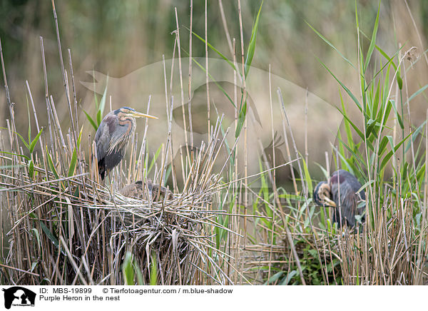 Purpurreiher im Nest / Purple Heron in the nest / MBS-19899
