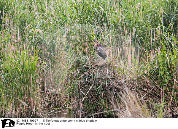 Purpurreiher im Nest / Purple Heron in the nest / MBS-19957
