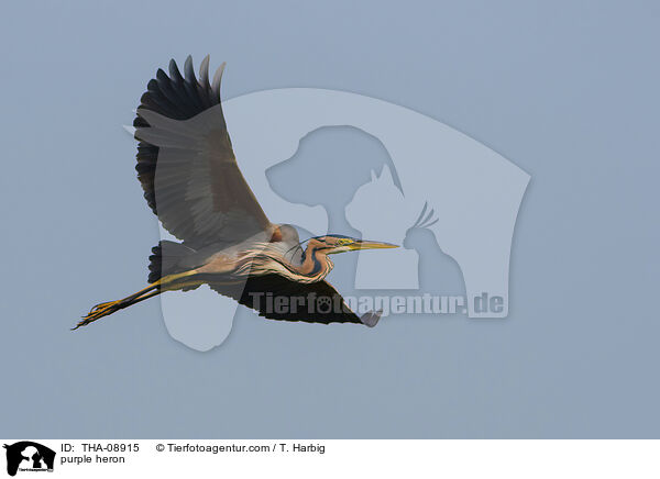 Purpurreiher / purple heron / THA-08915