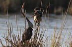 Purple Herons