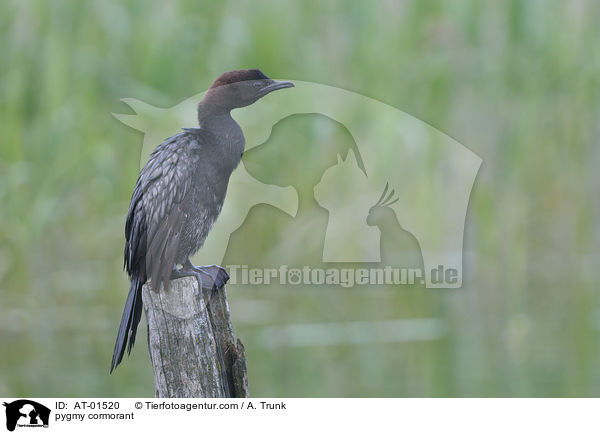 Zwergscharbe / pygmy cormorant / AT-01520