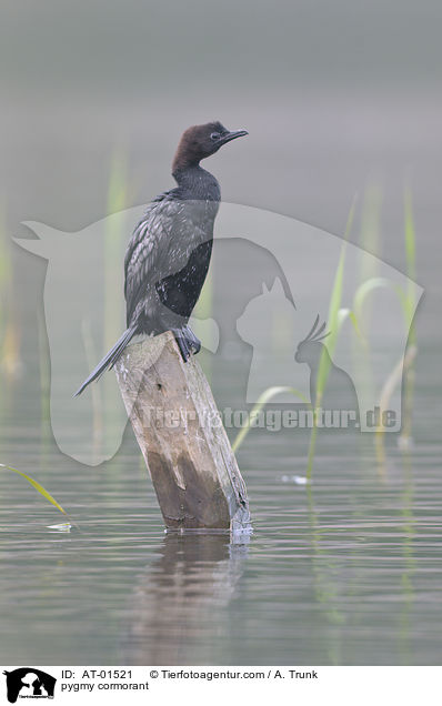 Zwergscharbe / pygmy cormorant / AT-01521