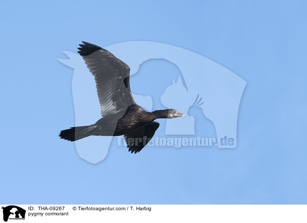 Zwergscharbe / pygmy cormorant / THA-09267