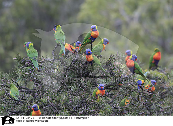 flock of rainbow lorikeets / FF-08423