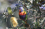 rainbow lorikeet