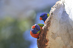 two rainbow lorikeets