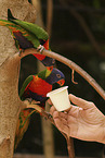 Rainbow Lorikeets