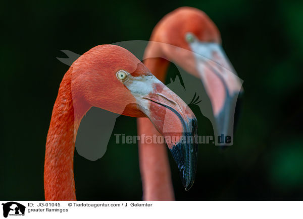 Kubaflamingos / greater flamingos / JG-01045