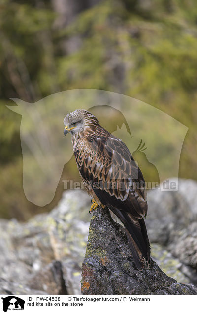 red kite sits on the stone / PW-04538