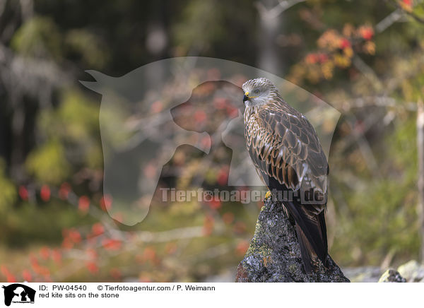 red kite sits on the stone / PW-04540