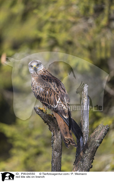 red kite sits on branch / PW-04550