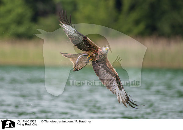 flying Red Kite / FH-01529