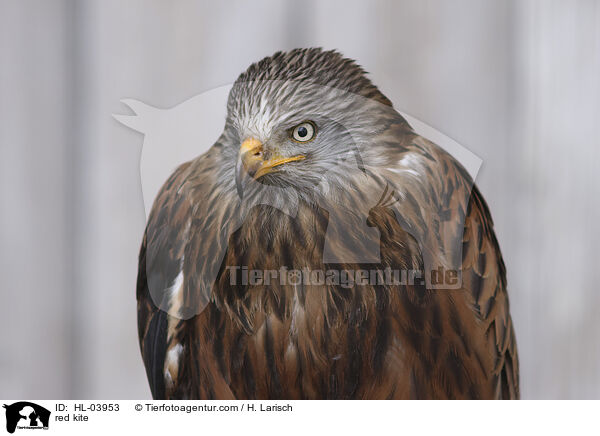 Rotmilan / red kite / HL-03953