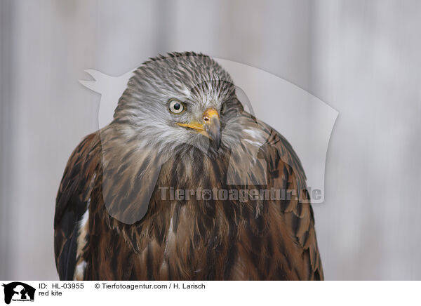 Rotmilan / red kite / HL-03955