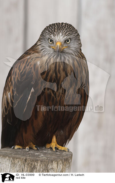 Rotmilan / red kite / HL-03999