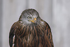 red kite