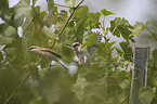 Red-backed Shrikes