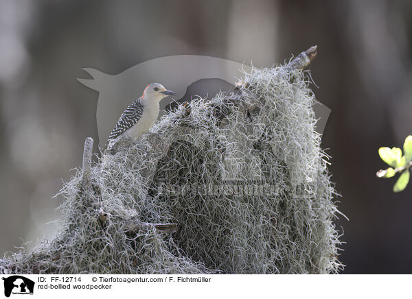 Carolinaspecht / red-bellied woodpecker / FF-12714